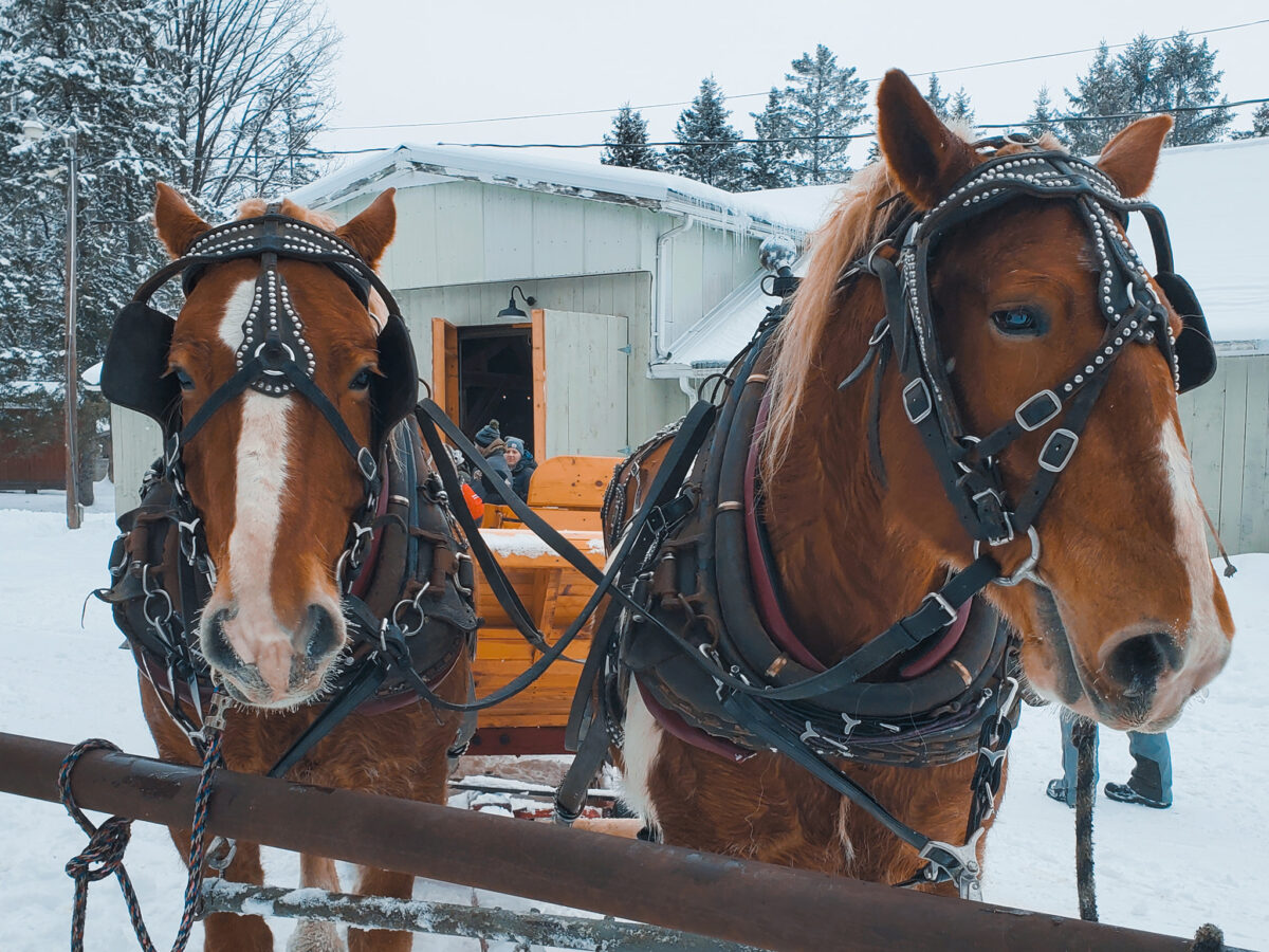Feb 14th Valentines Day Horse Drawn Sleigh Ride and Pizza Event
